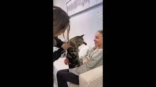 Funny Cat Fails 2026 😹 | Try Not to Laugh &ndash; Best Cat Moments