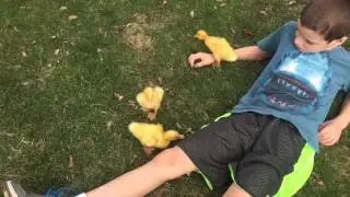 Ducklings Day Out