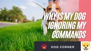 Why Is My Dog Ignoring My Commands