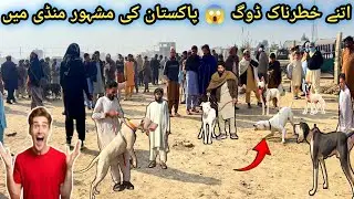 Pakistan Famous Kohat Dog Mandi mai Itny Khatarnak Dogs 😍 Kohati Gultair vs Bully