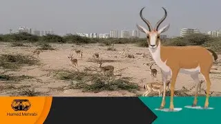 Goitered gazelle (Gazella subgutturosa)   آهوی گواتردار ایرانی