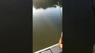 Good Alligator Gar at the Boat