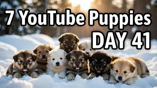 7 youtube puppies DAY 41 - &ldquo;7 YouTube Puppies Sunbathing After a Big Winter Meal!&rdquo;