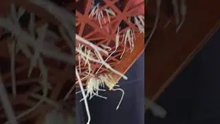 roooots