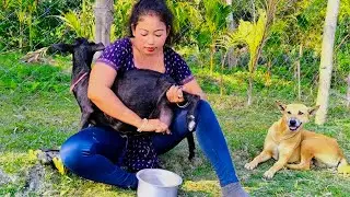 Goat Milking process | goat Milking by hand 😍