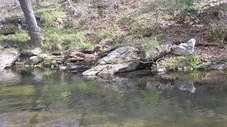 Peaceful Waterfall Along the Patapsco
