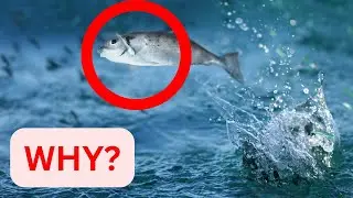 Почему рыба выпрыгивает из воды? Причины, по которым рыба выпрыгивает из реки.