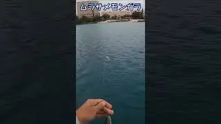 ムラサメモンガラ Picasso triggerfish, Dec. 2025, 宮古列島 #japanfishing #海釣り #沖縄県