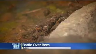 Woman Bugged Over Neighbor&rsquo;s Parched Bees Swarming Her Property