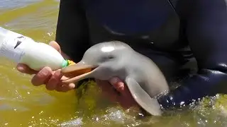 35 Acts Of Kindness Towards Animals That Will Restore Your Faith In Humanity !