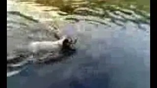 Dogbook Movie: nike swimming