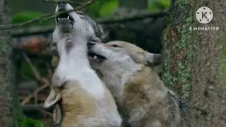 Howling Domestic Dogs VS Howling Gray Wolves