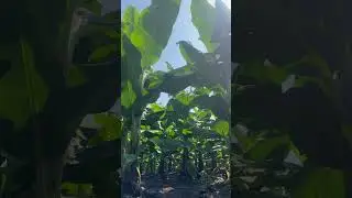 #song #farmer #bananafarmer #bananaking #export #exportqualityproduct #bananabread #bollywood #love
