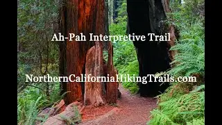 Ah-Pah Interpretive Trail: Easy Hike in Prairie Creek Redwoods State Park!