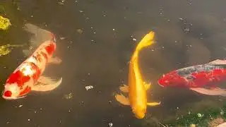 Japan Tokyo Ninomaru Garden 皇居 二の丸庭園