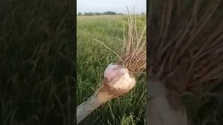 How to grow Garlic in farms|| lehsin ko kaycy lagain