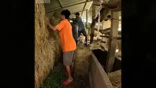 Thanh Ni&ecirc;n Đi Cắt Cỏ Về Thấy Con Rắn N&oacute; Chui V&agrave;o Nh&agrave; Kho Rơm