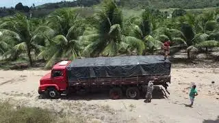 COCONUT PLANTATION IN BRAZIL