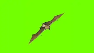 bat /fruit bat flying  towards green screen video/screen animation / no copyright for YouTube