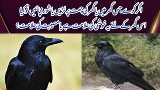 Crows facts in urdu hindi || Crows fighting || Crow sounds || Kawy ke bare mein maloomat