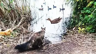 Swamp Cats Hunting Duck