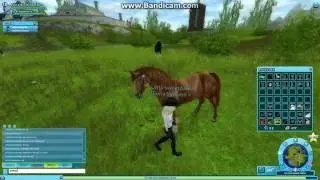 Star Stable Pferd Longieren#Leila Birchdotter & Leila Sweetpaw