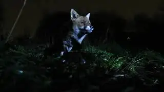 Close up 3 : Three Foxes tuck in