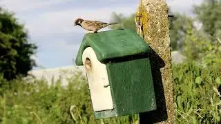 Where to site your nest boxes