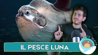 PESCE LUNA (MOLA MOLA): IL PESCE PIU' PESANTE AL MONDO - BIOMARE #33 - SUB H2O