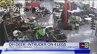 Deer crashes through window into Chesterfield auto shop