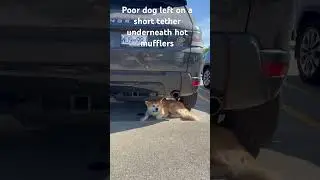 Animal cruelty, awareness, Burnaby Costco