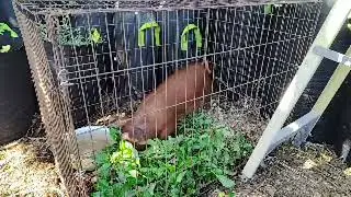 Red Bull WillbeRed Enjoying Fresh Hemp Food #pig