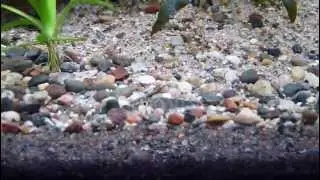 Creek Loach (Schistura beavani) burrowing behavior + 40B inhabitants