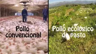 Pollo ecológico de pasto vs pollo convencional industrial