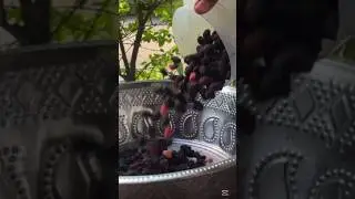 How to make mulberry jam