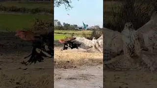 Hawk eagle fly down hunt a big roaster 🦅#hunting #shortsfeed #food #birds #youtubeshorts