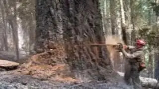 Northwest Timber Fallers