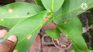 RED MISSILE JAMRUL GACH.good variety water apple.lal JAMRUL.sada JAMRUL valo jater jamrul.valo falon