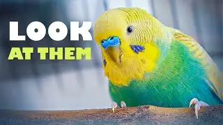 Budgie Growth Stages | Day 186 of Babies Time lapse🐦