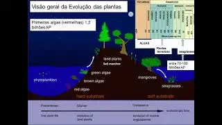 Biologia de Macroalgas Oceanologia / Evolução das Macroalgas