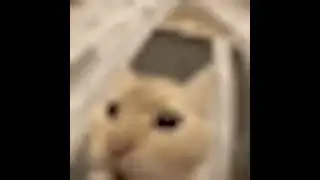 Low quality cat scream #memes