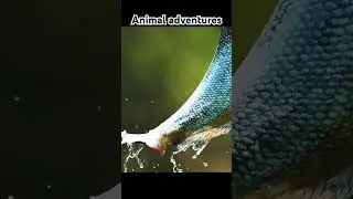 Animals adventure #animals #animalshorts #AnimalsAdventures