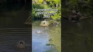 Дикие утки купаются в городском пруду (Aldwick Wildlife Pond) ducks uk travel England