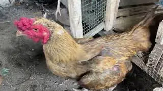 Suasana kandang Ayam kecil gapapa yg penting semangat meliharanya #aseelmurga #ayam #animals #seru 