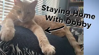 Books, movies and more at your King County libraries | Staying Home With Dobby
