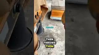 The Most Genius Pest Control Hack Ever       #viral #fyp #shorts
