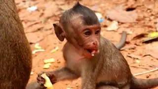 Skinny baby monkey Lori eating sweet fruit