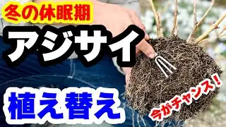 ◆冬の休眠期【アジサイの植替え】今こそチャンスです！