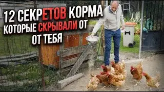 12 дешёвых кормов для кур, о которых молчит индустрия | как перестать тратить деньги зря