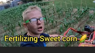 Fertilizing Sweet Corn